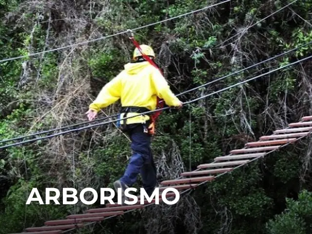 Arborismo