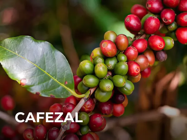 Cafezal